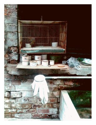 Bird Cage