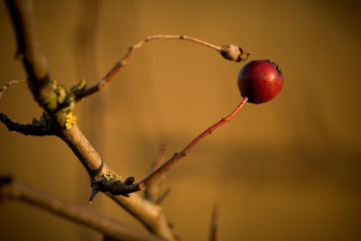 Berry Sharp