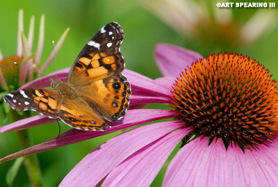 Painted Lady And Cone Flower