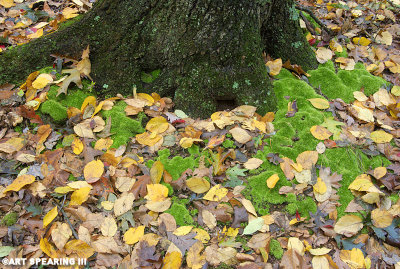 Autumn Leaves And Moss Along The Trail