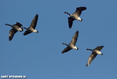 Canada Geese At Middle Creek