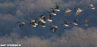 Canada Geese at Middle Creek #2