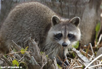 Viera Wetlands Raccoon