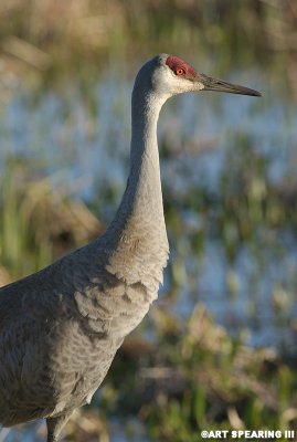 Viera Wetlands Sandhill Crane