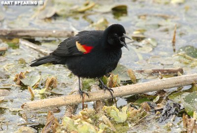 Orlando Wetlands Red Winged Blackbird