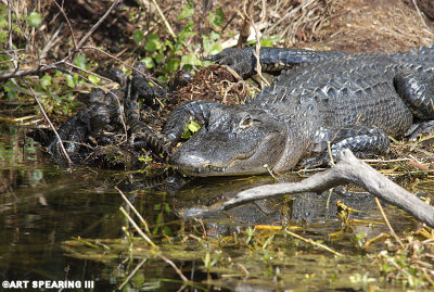 Alligator and Yearlings