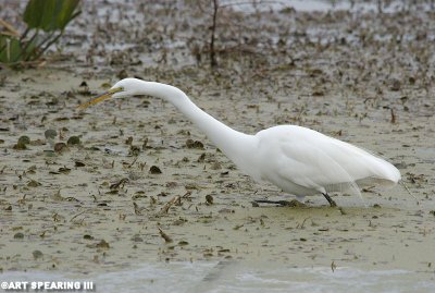 Stalking Great Egret