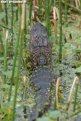 Alligator From The Rear