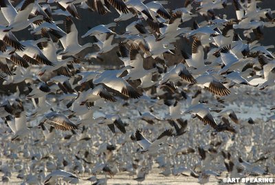 Snow Geese At Middle Creek #31