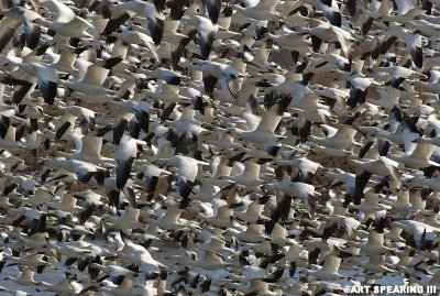 Snow Geese At Middle Creek #36