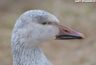 Snow Goose Portrait