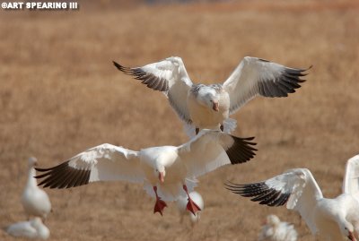 Coming In For A Landing