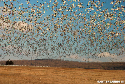 Snow Geese At Middle Creek #17