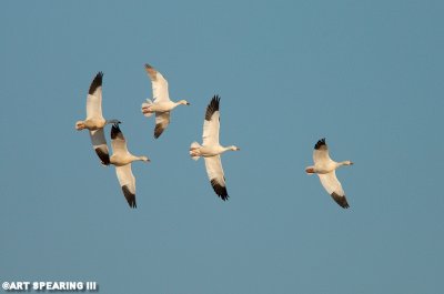 Snow Geese At Middle Creek #18