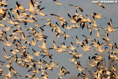 Snow Geese At Middle Creek #20