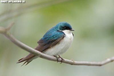 Perched Tree Swallow 2