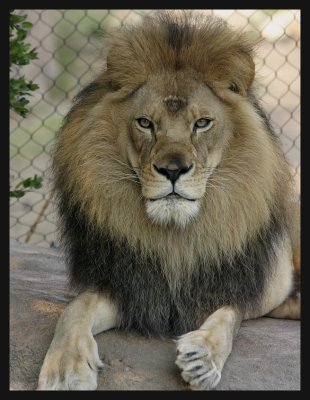 Wildlife
