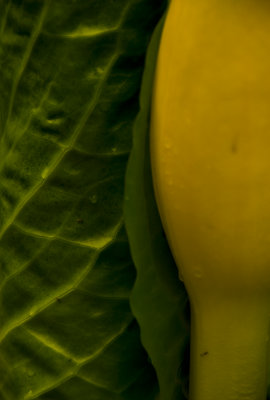 Skunk cabbage