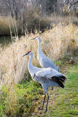 Are they cranes? I am not bird expert...