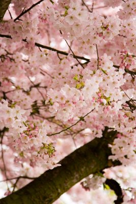 Cherry Blossoms