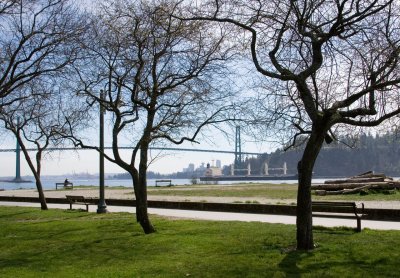 Three trees in Ambleside Park in West Vancouver