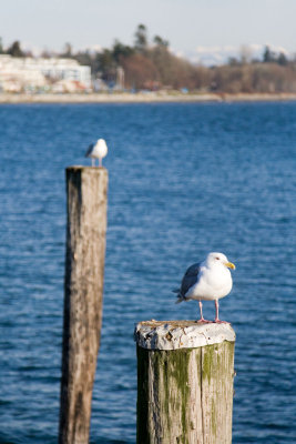This is a picture of two seagulls