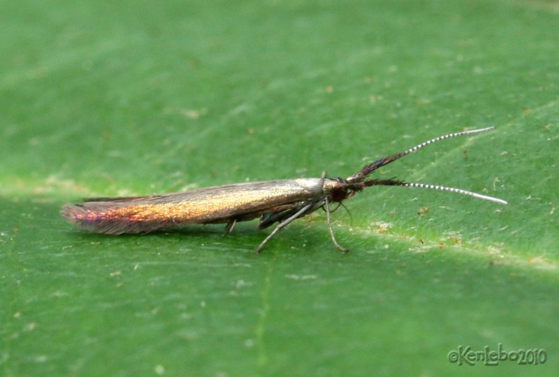 Metallic Coleophora Moth Coleophora mayrella #1387