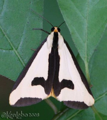 Clymene Moth Haploa clymene #8107