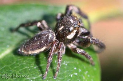 Bronze Jumper Eris militaris