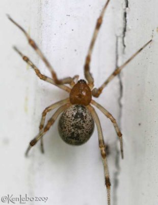 Common House Spider Parasteatoda tepidariorum
