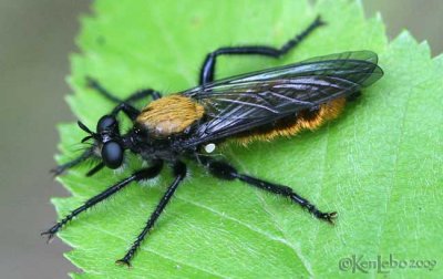 Robber Fly Laphria sp.