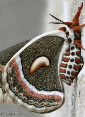 Cecropia Moth Hyalophora cecropia #7767