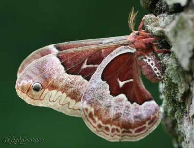Promethea Moth Callosamia promethea #7764