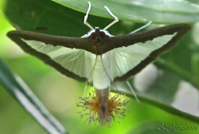 Melonworm Moth Diaphania hyalinata #5204