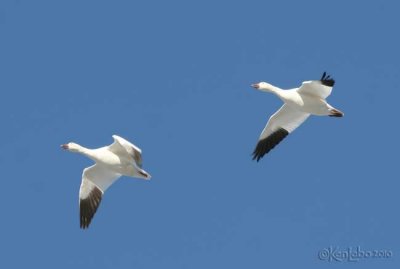 Snow Goose