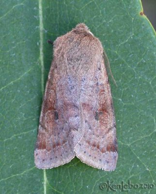 Speckeled Green Fruitworm Moth Orthosia hibisci #10495