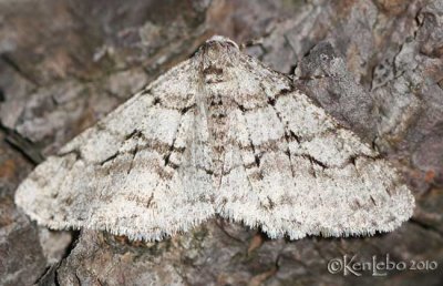 The Half-wing Moth Phigalia titea #6658