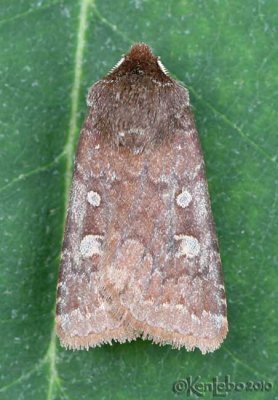 Reddish Speckled Dart Cerastis tenebrifera #10994