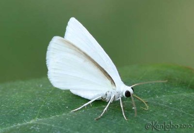 White Spring Moth Lomographa vestaliata #6667