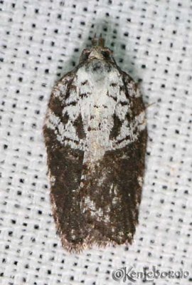 Multiform Leafroller Moth Acleris flavivittana #3542