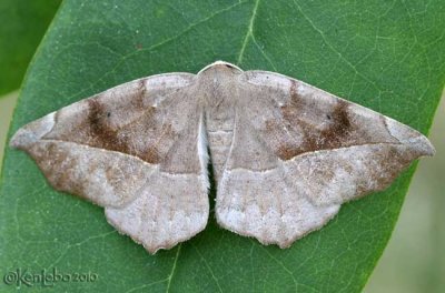 Curve-toothed Geometer Eutrapela clemataria #6966