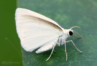 IMG_7824wp.jpg White Spring Moth Lomographa vestaliata #6667