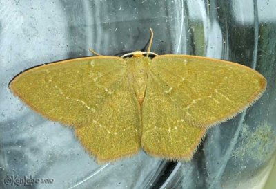 Pistachio Emerald Hethemia pistasciaria #7084