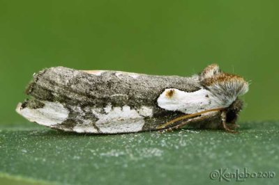 Dogwood Thyatirid Moth Euthyatira pudens #6240