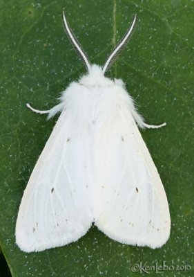 Agreeable Tiger Moth Spilosoma congrua #8134