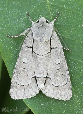 Radcliffes Dagger Moth Acronicta radcliffei #9209