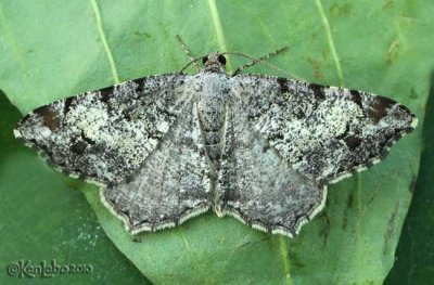 Granite Moth Macaria granitata #6352