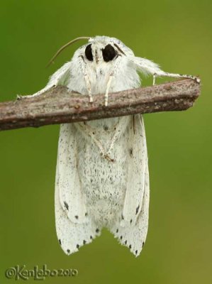 Smeared Dagger Moth Acronicta oblinita #9272