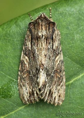 Confused Woodgrain Morrisonia confusa #10521