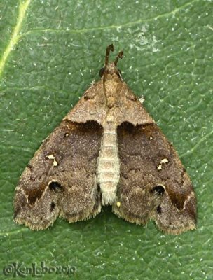 Ambiguous Moth Lascoria ambigualis #8393
